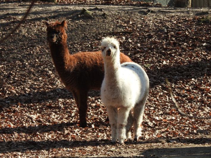 heimattiergarten-tierpark-zoo-fuerstenwalde-tiere-017
