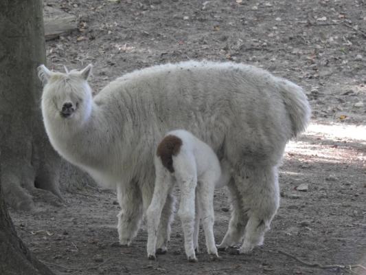 heimattiergarten-tierpark-zoo-fuerstenwalde-tiere-018