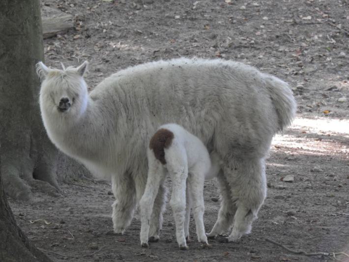 heimattiergarten-tierpark-zoo-fuerstenwalde-tiere-018