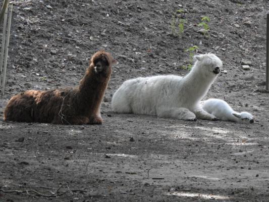 heimattiergarten-tierpark-zoo-fuerstenwalde-tiere-020