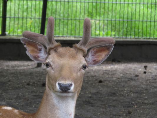 heimattiergarten-tierpark-zoo-fuerstenwalde-tiere-095
