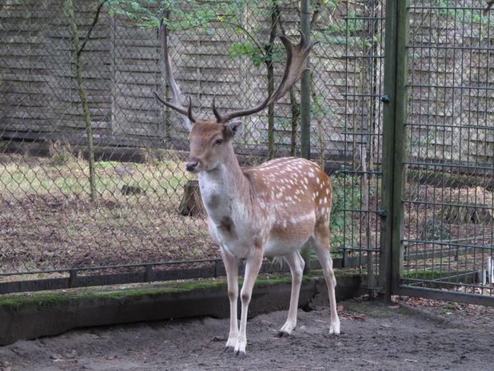 heimattiergarten-tierpark-zoo-fuerstenwalde-tiere-098