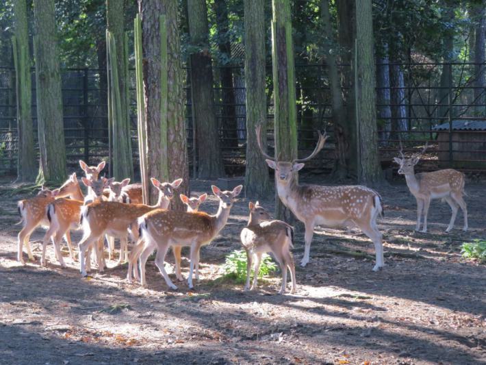 heimattiergarten-tierpark-zoo-fuerstenwalde-tiere-099