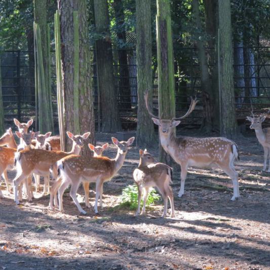 heimattiergarten-tierpark-zoo-fuerstenwalde-tiere-099