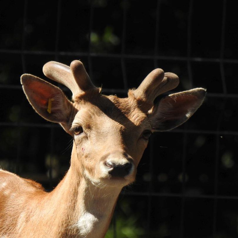 heimattiergarten-tierpark-zoo-fuerstenwalde-tiere-103