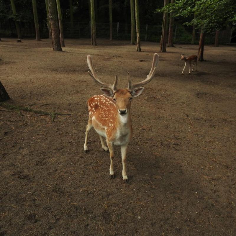heimattiergarten-tierpark-zoo-fuerstenwalde-tiere-106