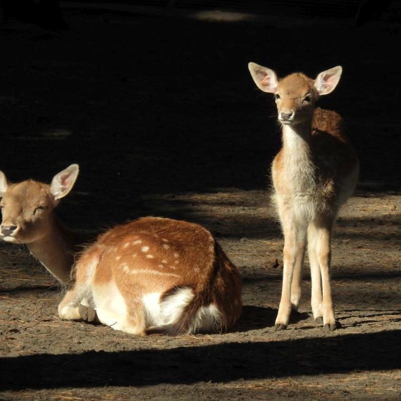 heimattiergarten-tierpark-zoo-fuerstenwalde-tiere-109