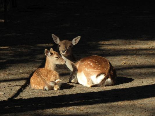 heimattiergarten-tierpark-zoo-fuerstenwalde-tiere-110