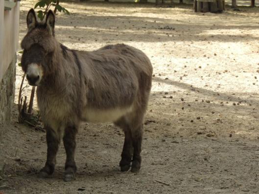 heimattiergarten-tierpark-zoo-fuerstenwalde-tiere-120
