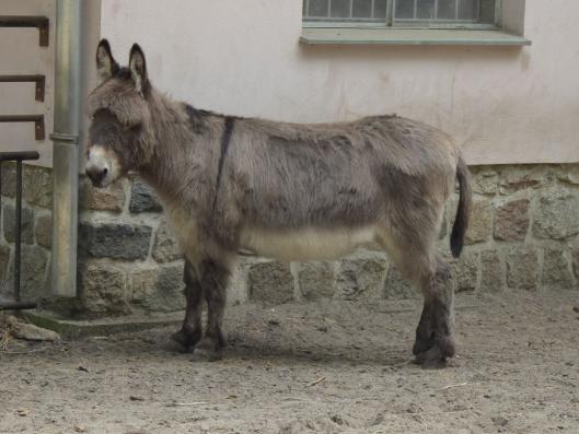 heimattiergarten-tierpark-zoo-fuerstenwalde-tiere-121