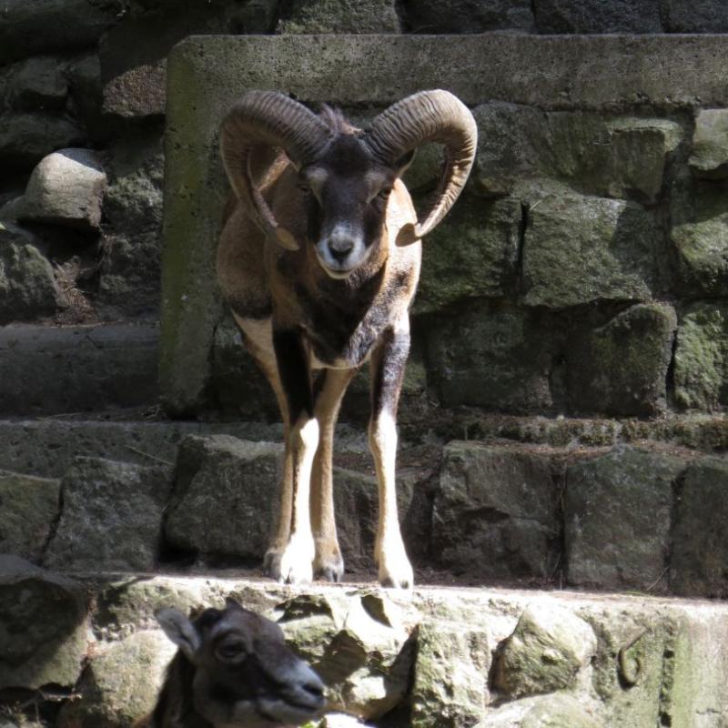heimattiergarten-tierpark-zoo-fuerstenwalde-tiere-273