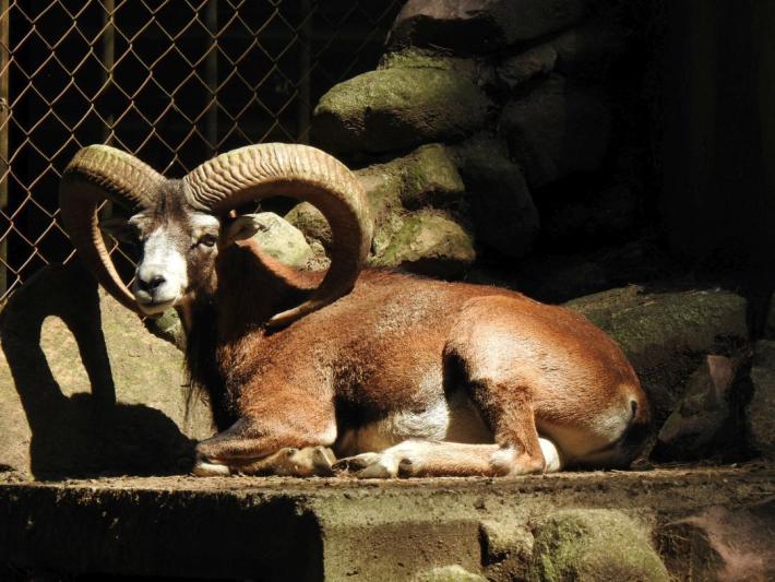 heimattiergarten-tierpark-zoo-fuerstenwalde-tiere-278