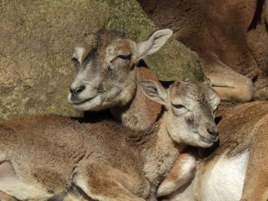 heimattiergarten-tierpark-zoo-fuerstenwalde-tiere-284