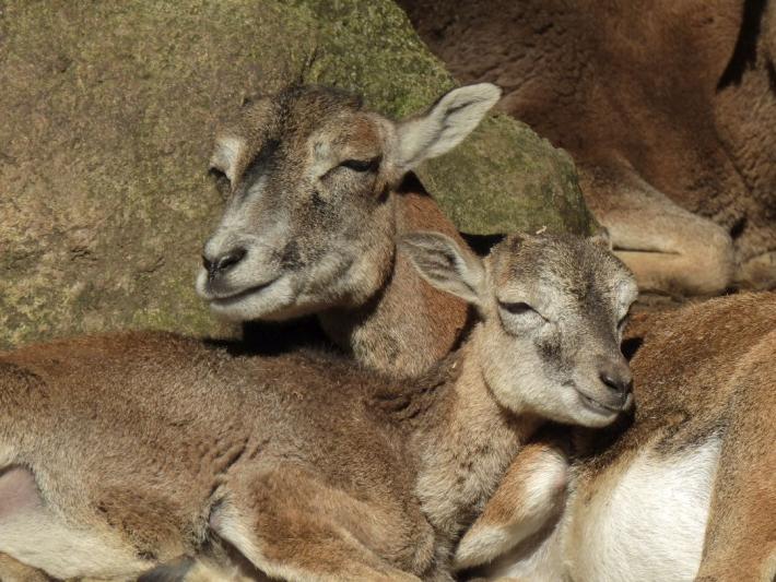 heimattiergarten-tierpark-zoo-fuerstenwalde-tiere-284