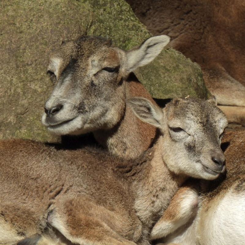 heimattiergarten-tierpark-zoo-fuerstenwalde-tiere-284