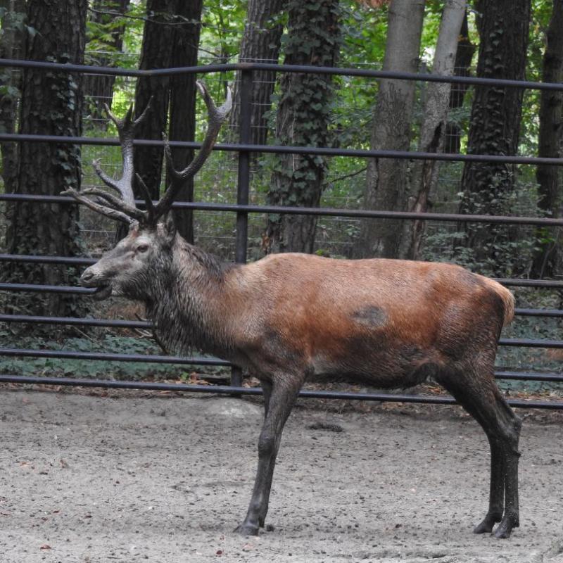 heimattiergarten-tierpark-zoo-fuerstenwalde-tiere-320