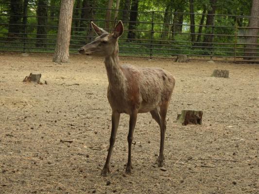 heimattiergarten-tierpark-zoo-fuerstenwalde-tiere-324