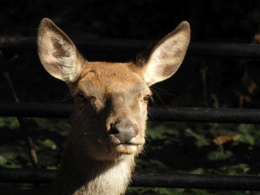 heimattiergarten-tierpark-zoo-fuerstenwalde-tiere-325