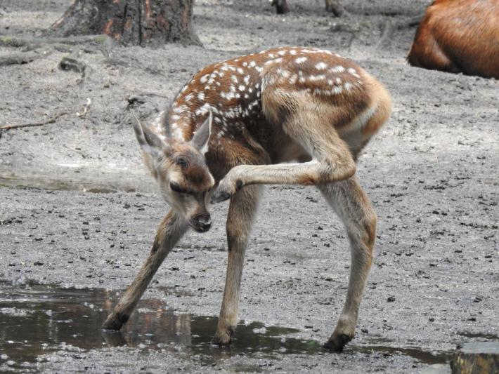 heimattiergarten-tierpark-zoo-fuerstenwalde-tiere-326