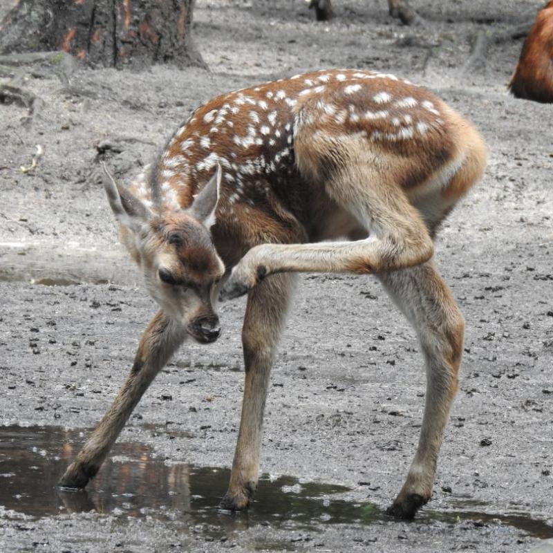 heimattiergarten-tierpark-zoo-fuerstenwalde-tiere-326