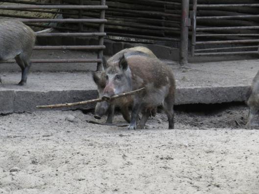heimattiergarten-tierpark-zoo-fuerstenwalde-tiere-447