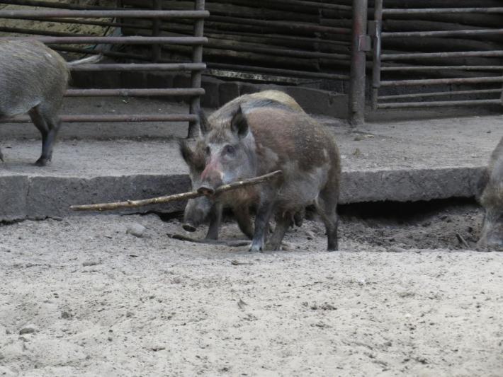 heimattiergarten-tierpark-zoo-fuerstenwalde-tiere-447