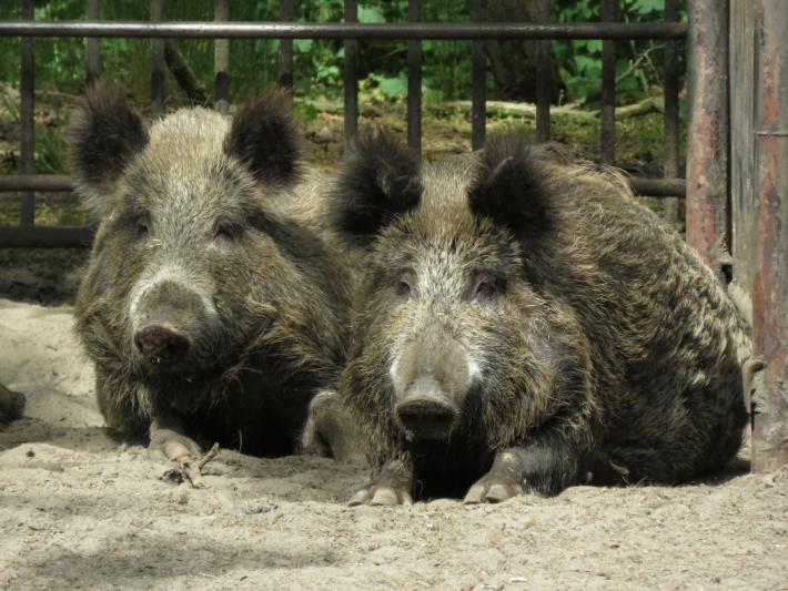 heimattiergarten-tierpark-zoo-fuerstenwalde-tiere-448