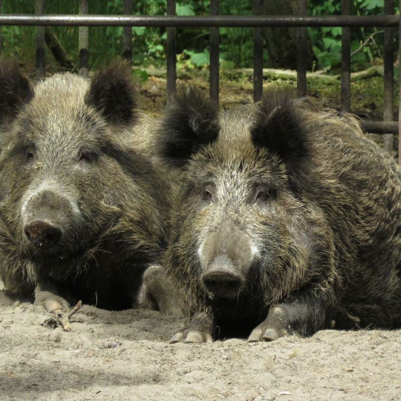 heimattiergarten-tierpark-zoo-fuerstenwalde-tiere-448