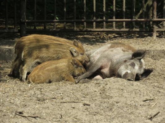 heimattiergarten-tierpark-zoo-fuerstenwalde-tiere-450