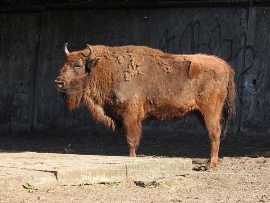 heimattiergarten-tierpark-zoo-fuerstenwalde-tiere-453