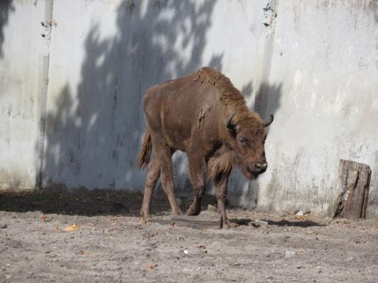 heimattiergarten-tierpark-zoo-fuerstenwalde-tiere-455